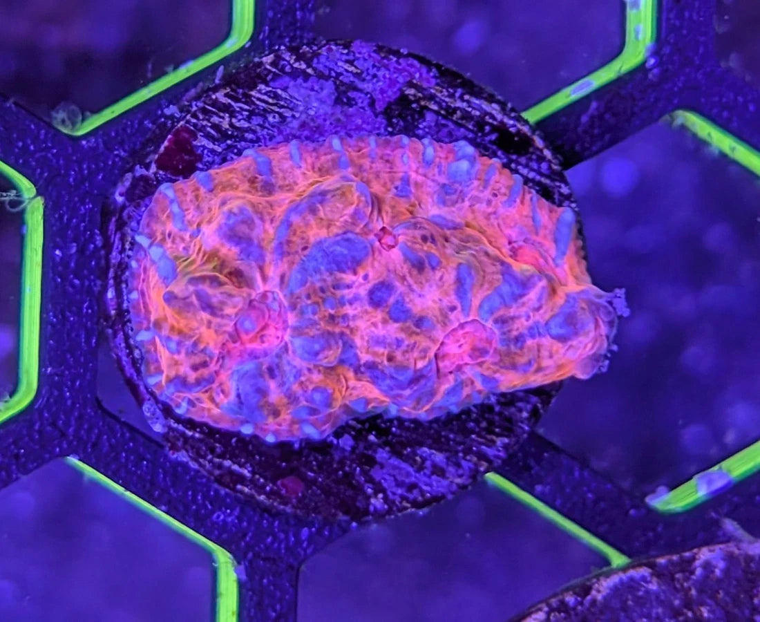 WYSIWYG Aquacultured Unicorn Poop Chalice Frag