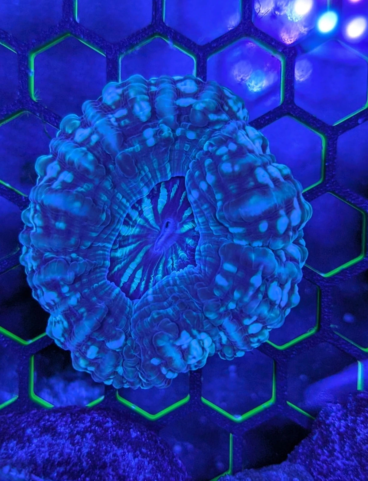 Cynarina expanded view