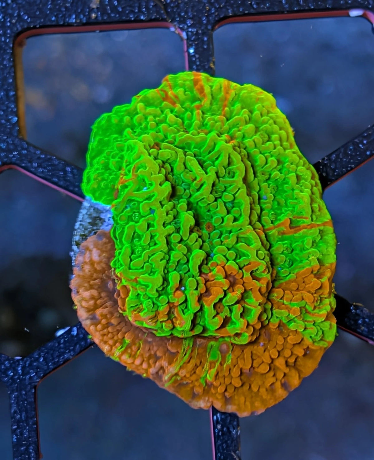 Grafted Monti Cap detail