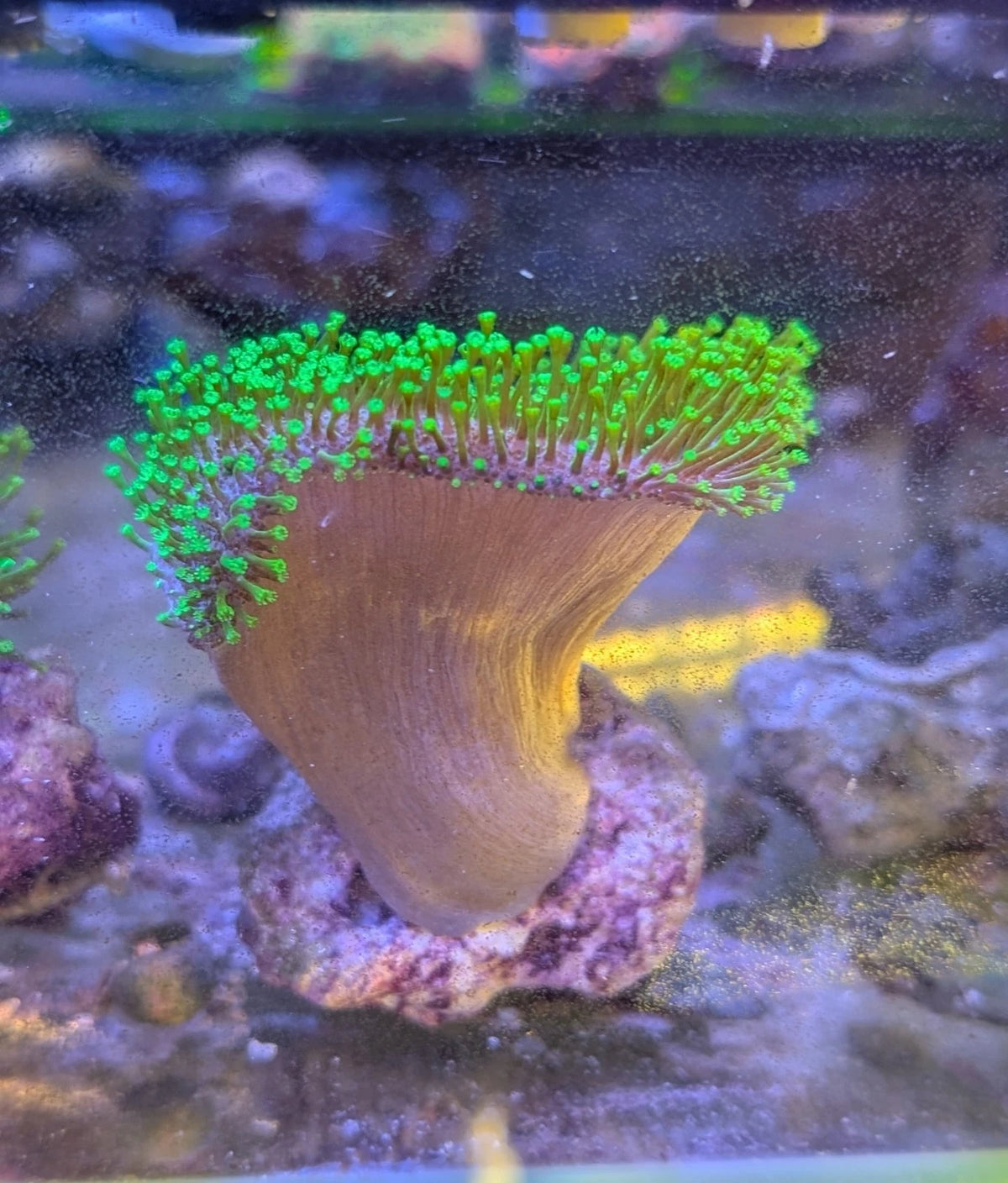 Japanese Toadstool Leather Coral 4 inch WYSIWYG