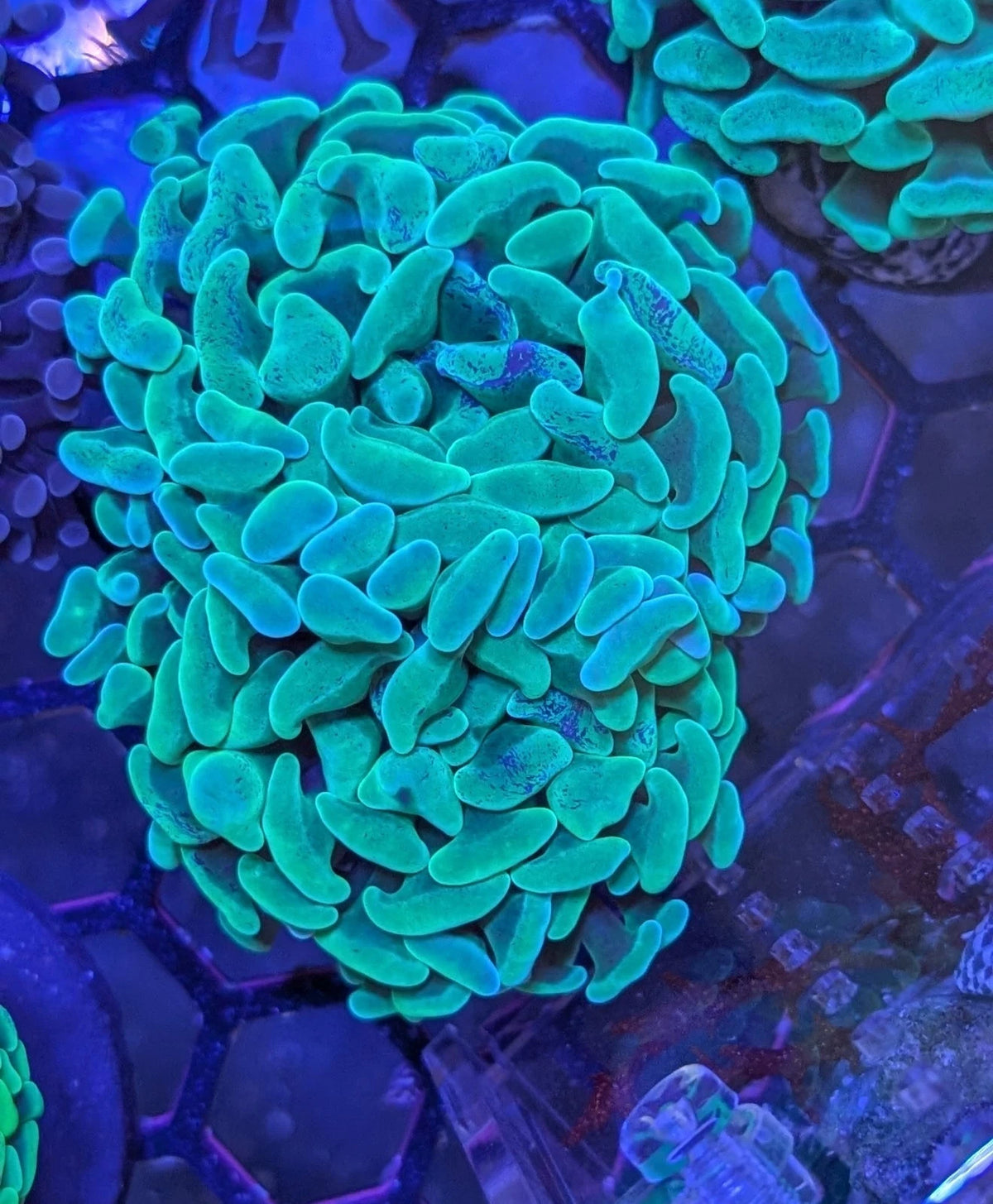 Aussie Ultra Branching Yellow Splatter Hammer Frag Fat Head
