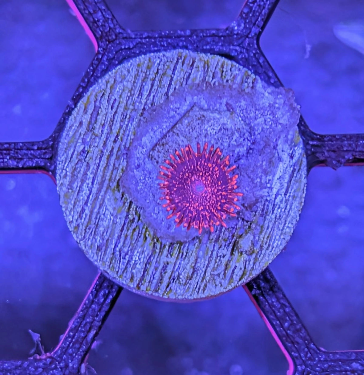 Nightmare Zoa Frag WYSIWYG
