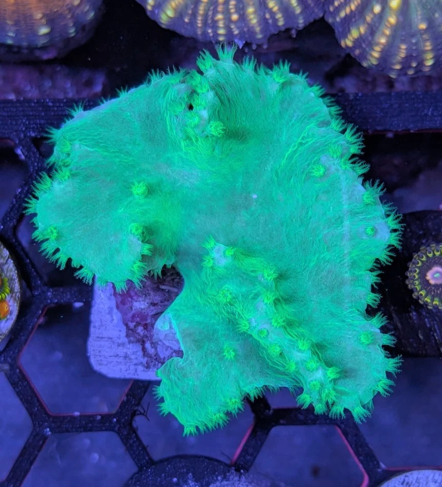 Green Cabbage Leather Coral Frag WYSIWYG
