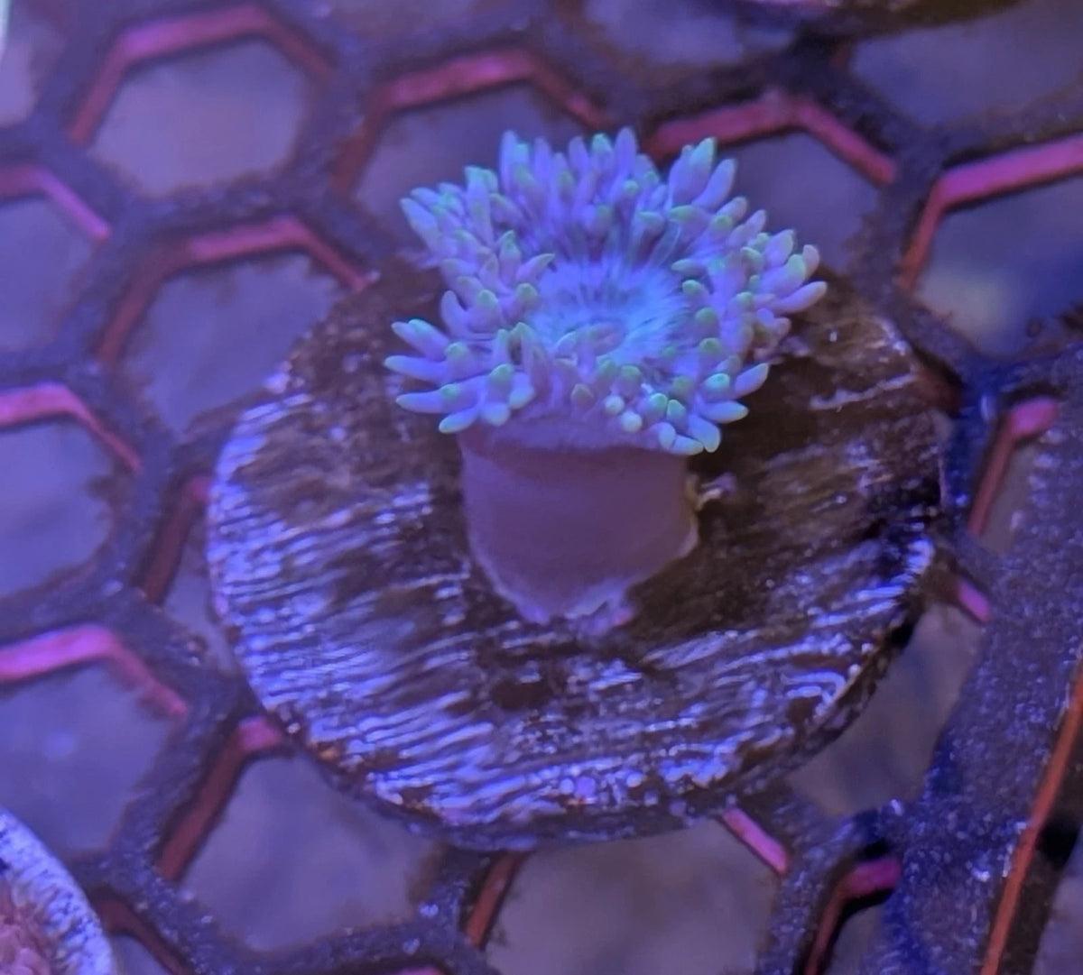 Blue Duncan colony view