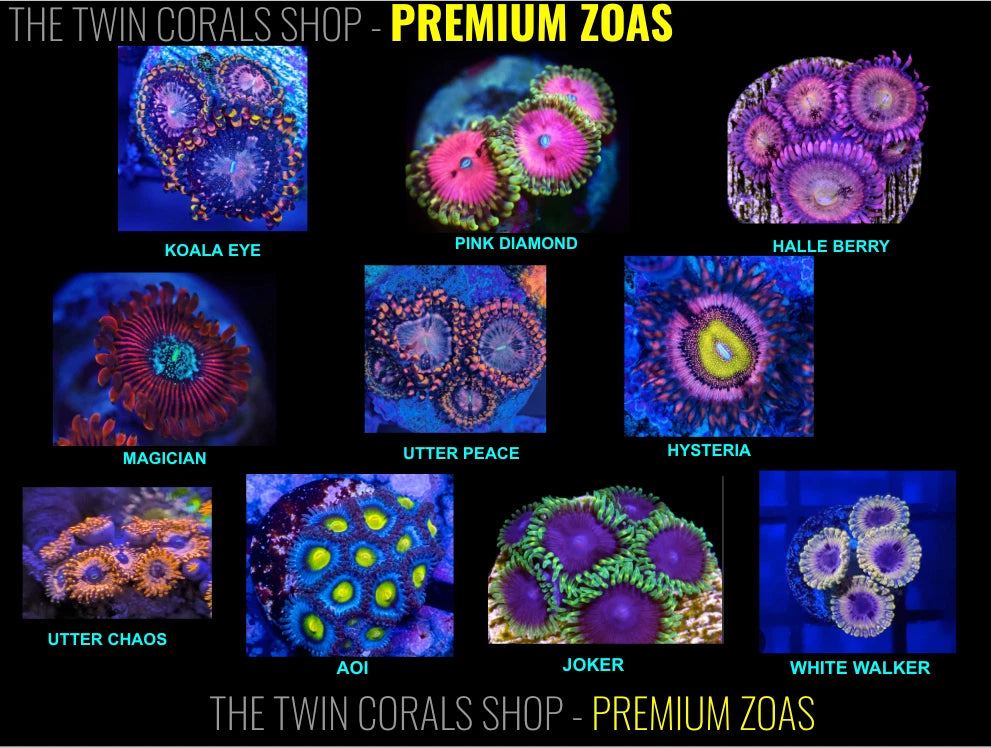5 Premium Designer Zoanthid Frag Pack