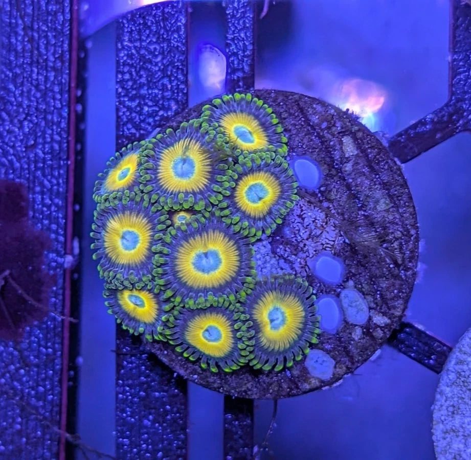 WYSIWYG Scrambled Eggs Zoanthid Colony - Live Soft Coral
