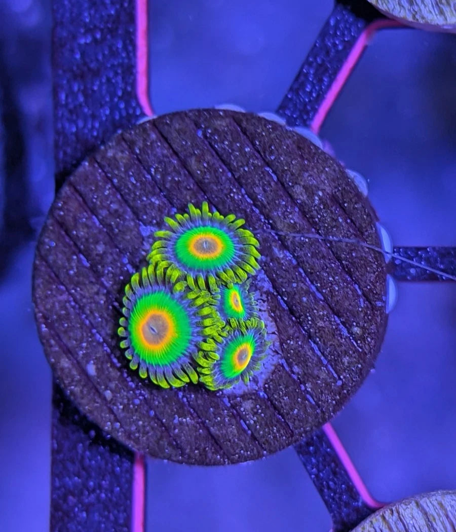 WYSIWYG Rasta Zoanthid Small Colony Frag Live Coral 4+ Polyps