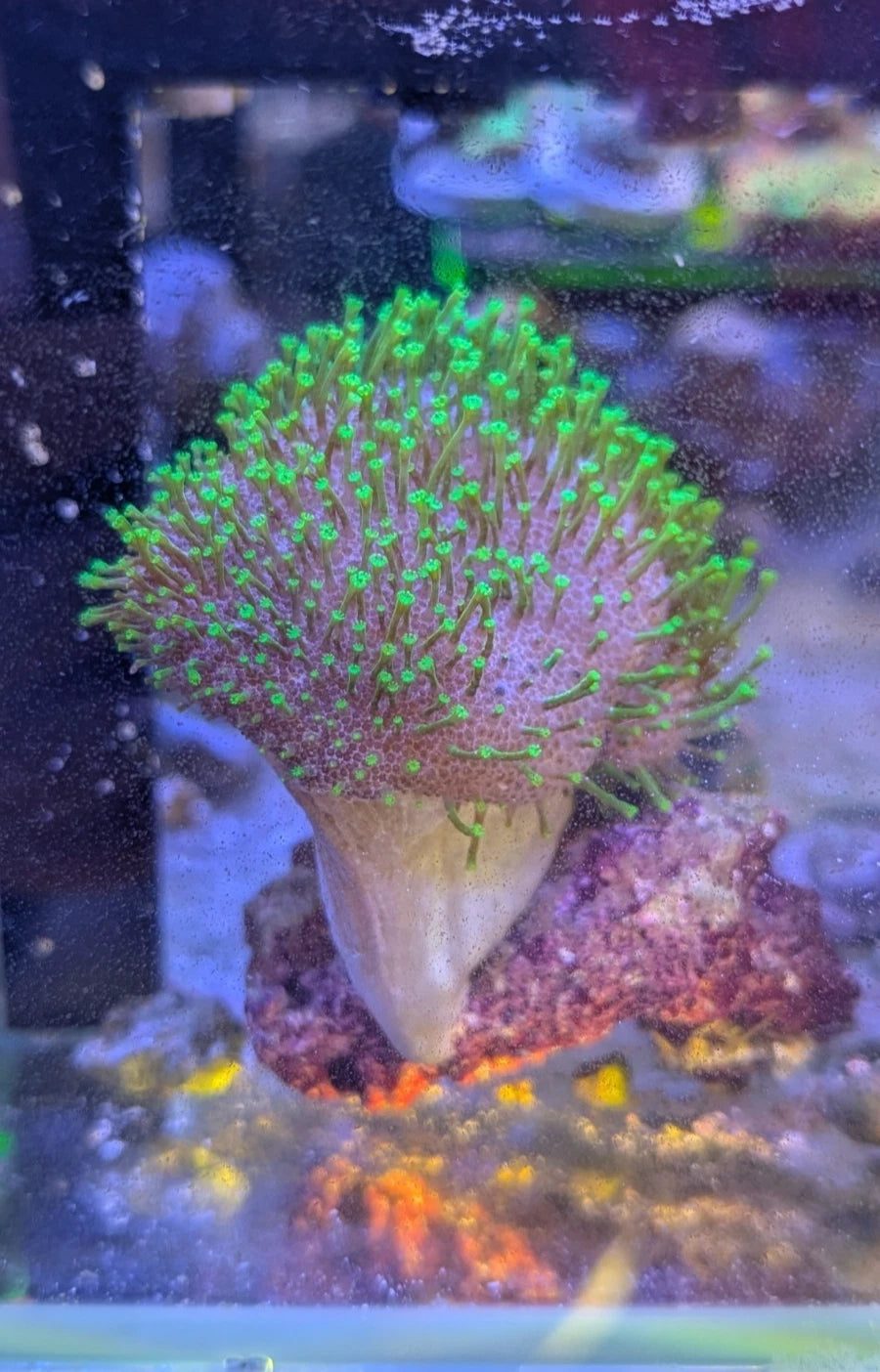 Neon Green Toadstool Leather Coral 3 inch WYSIWYG