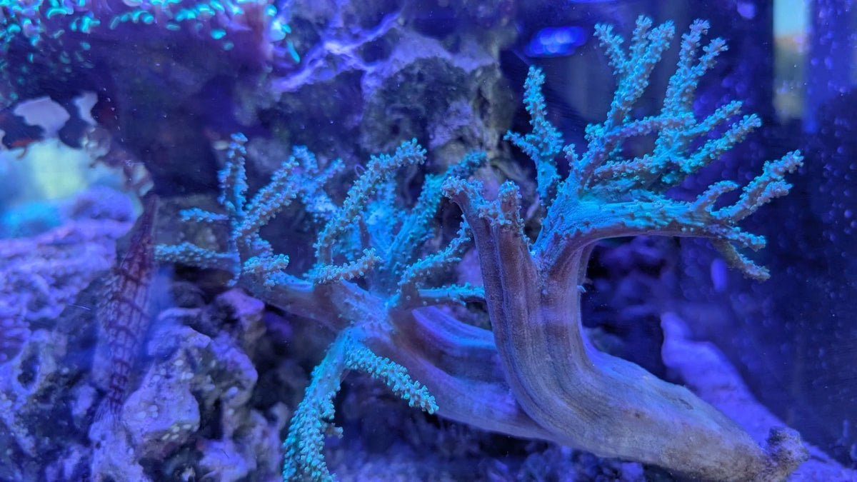 Palau Nepthea mother colony