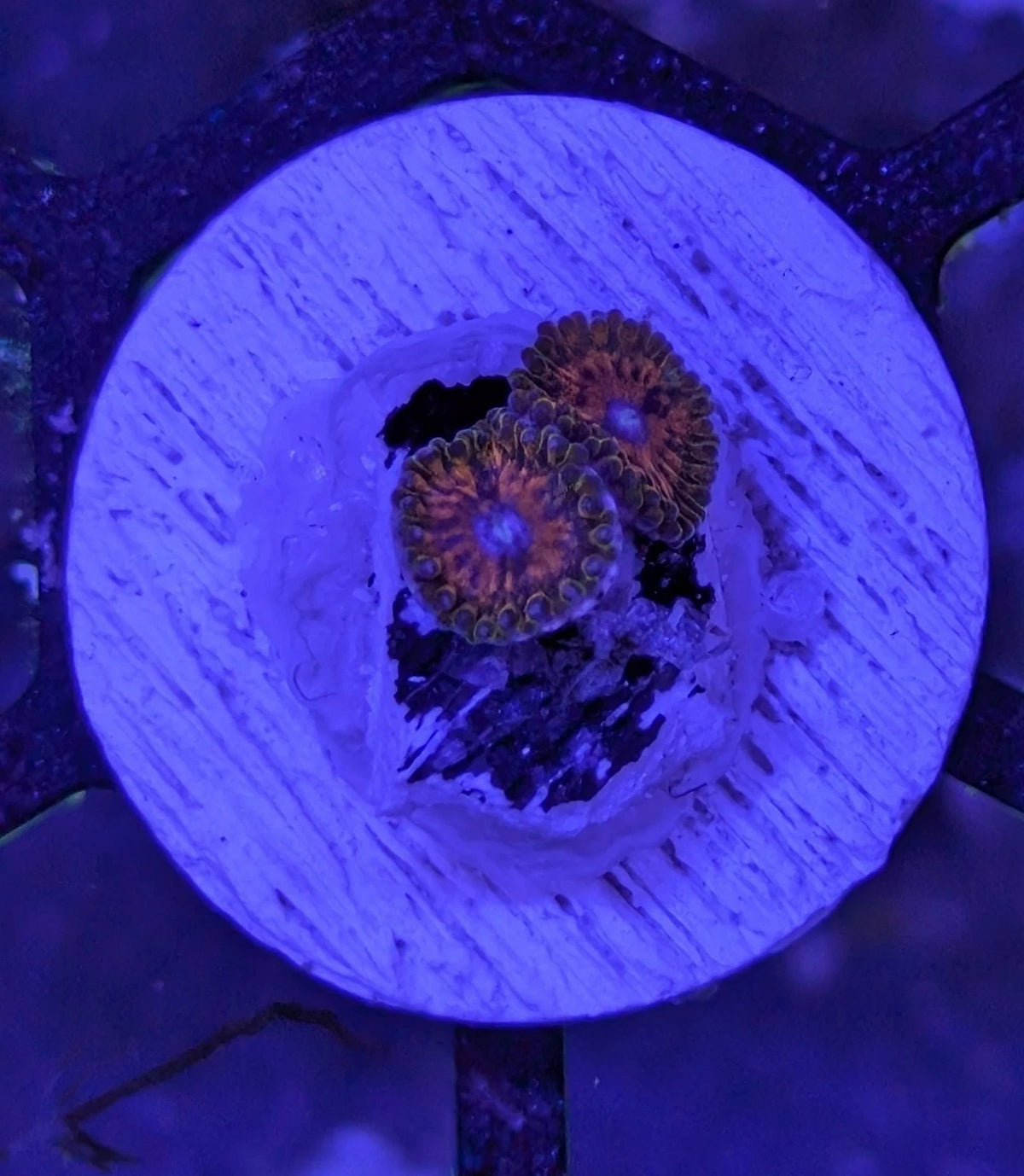 GMK Zoa Frag alternate view