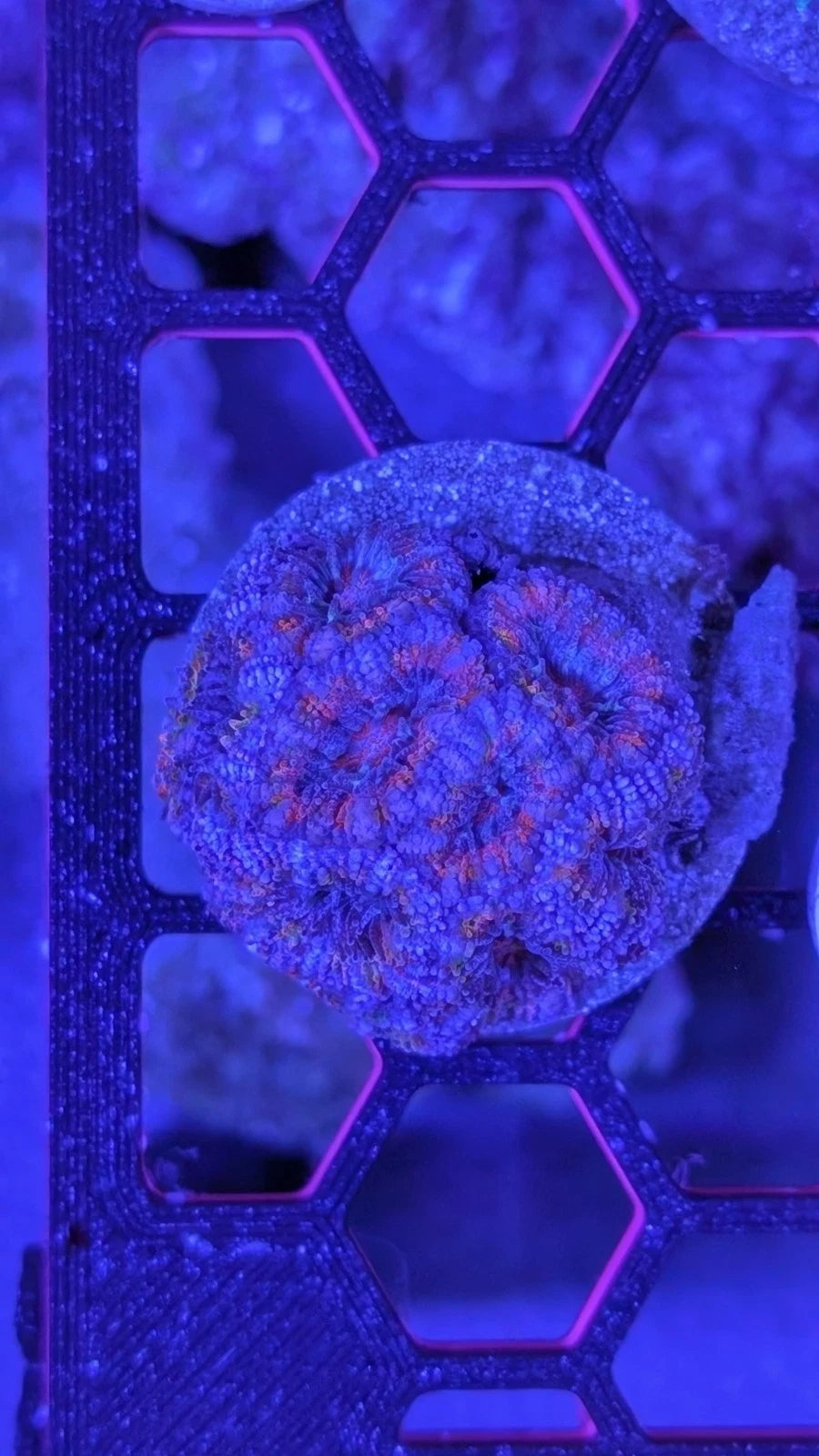 Ultra Rainbow Acan Lord alternate view