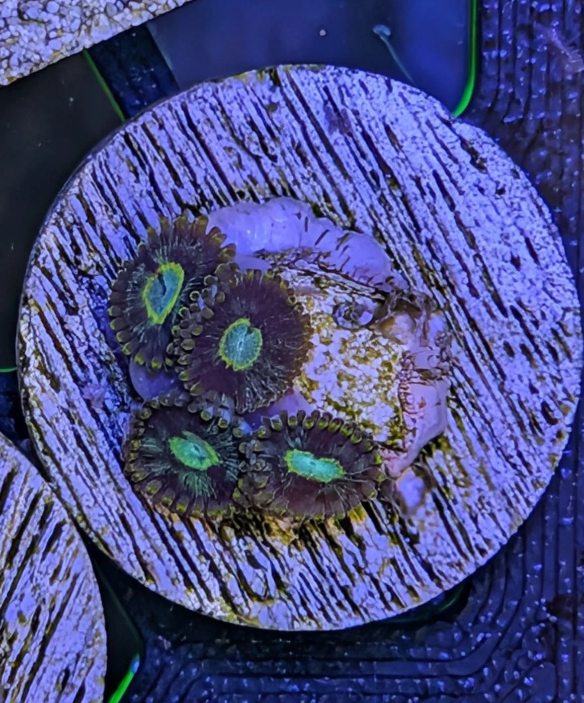 Murder Hornet Zoa Frag WYSIWYG