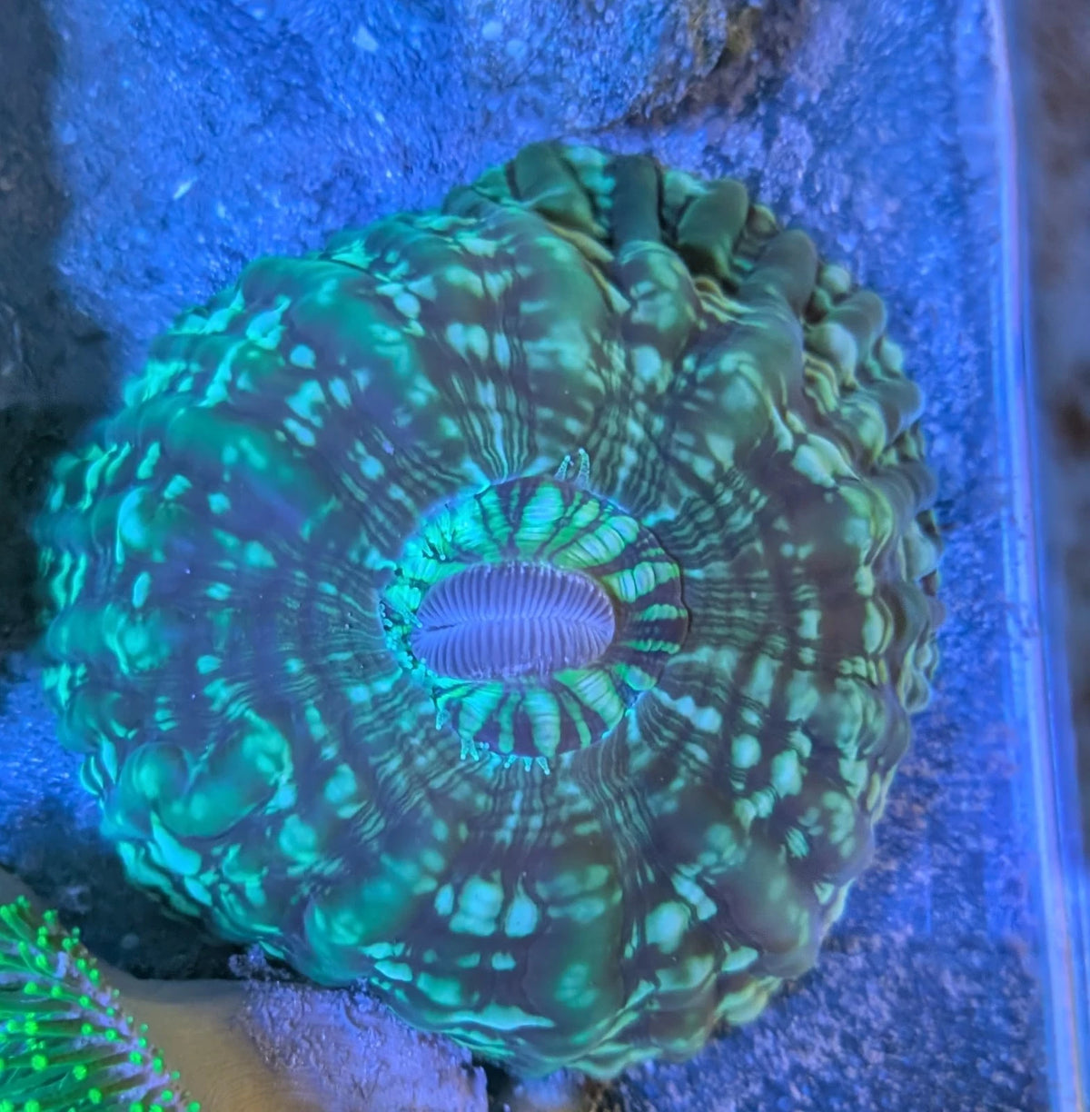 WYSIWYG Ultra Multicolor Cynarina Meat Donut Coral