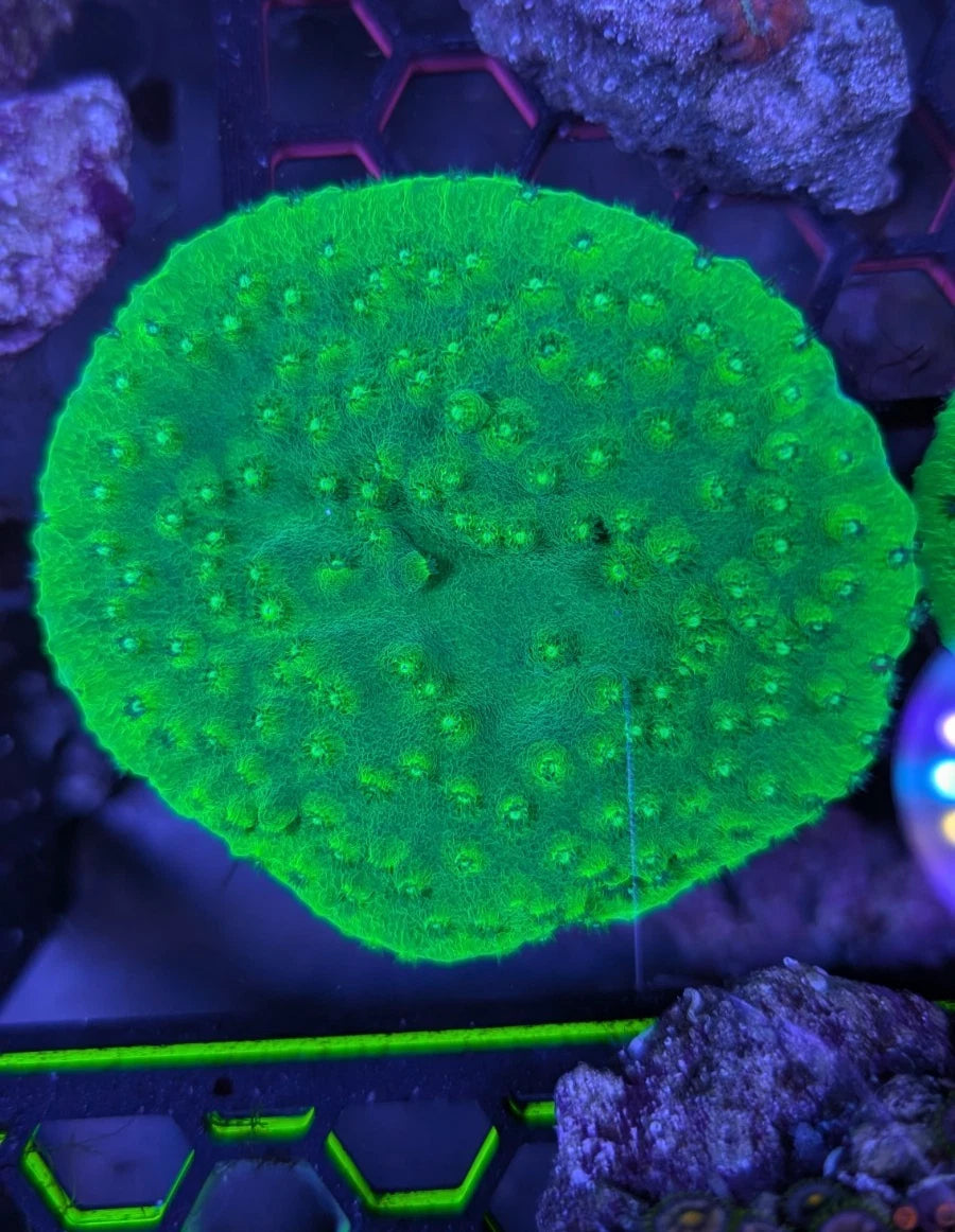 Show Size Neon Green Scroll Pagoda Cup Coral WYSIWYG