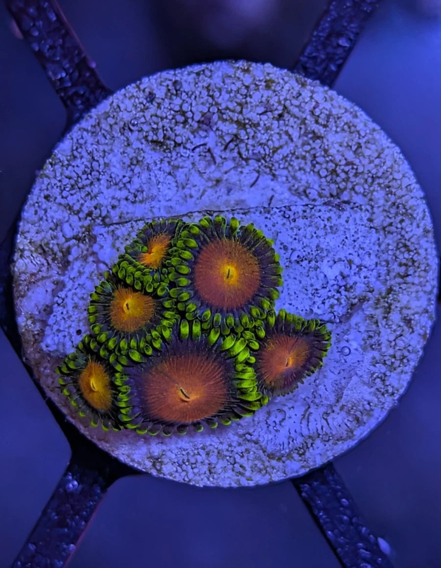 WYSIWYG Aquacultured Dragon Eyes Zoa Frag