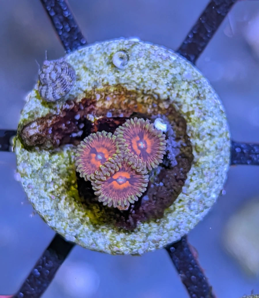 WYSIWYG Reverse Hallucination Zoa Frag
