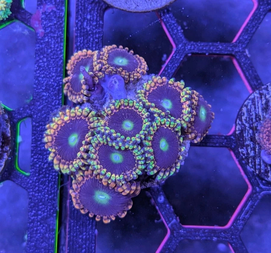 WYSIWYG Aquacultured Bozo Birthday Zoa Frag