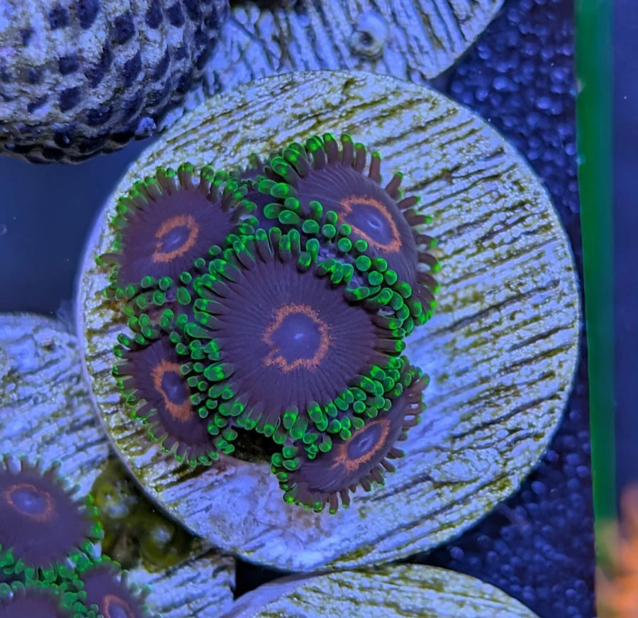 WYSIWYG Aquacultured Purple Heart Hornet Zoa Frag