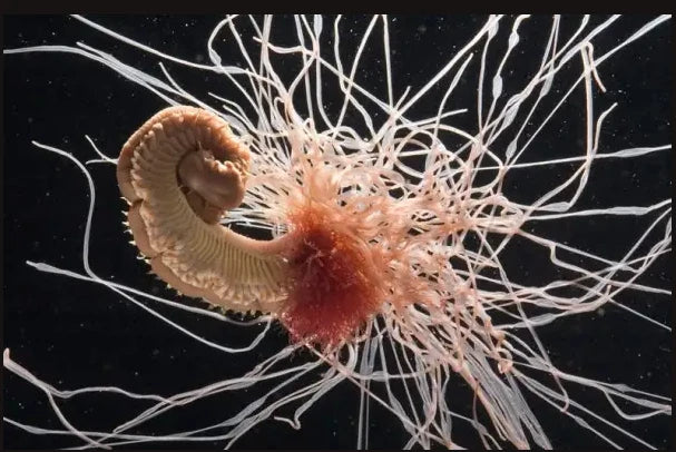 Spaghetti Worms tentacles