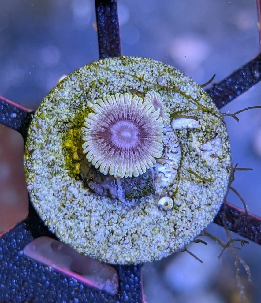 WYSIWYG White Walker Zoanthid Frag - Live Soft Coral