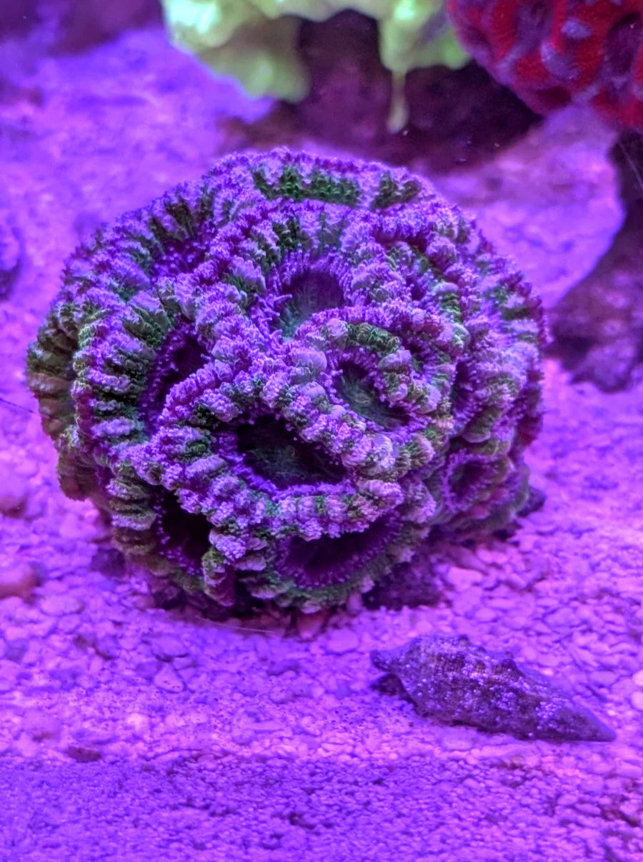 Green Hulk Acan Lord Colony 40+ Heads WYSIWYG