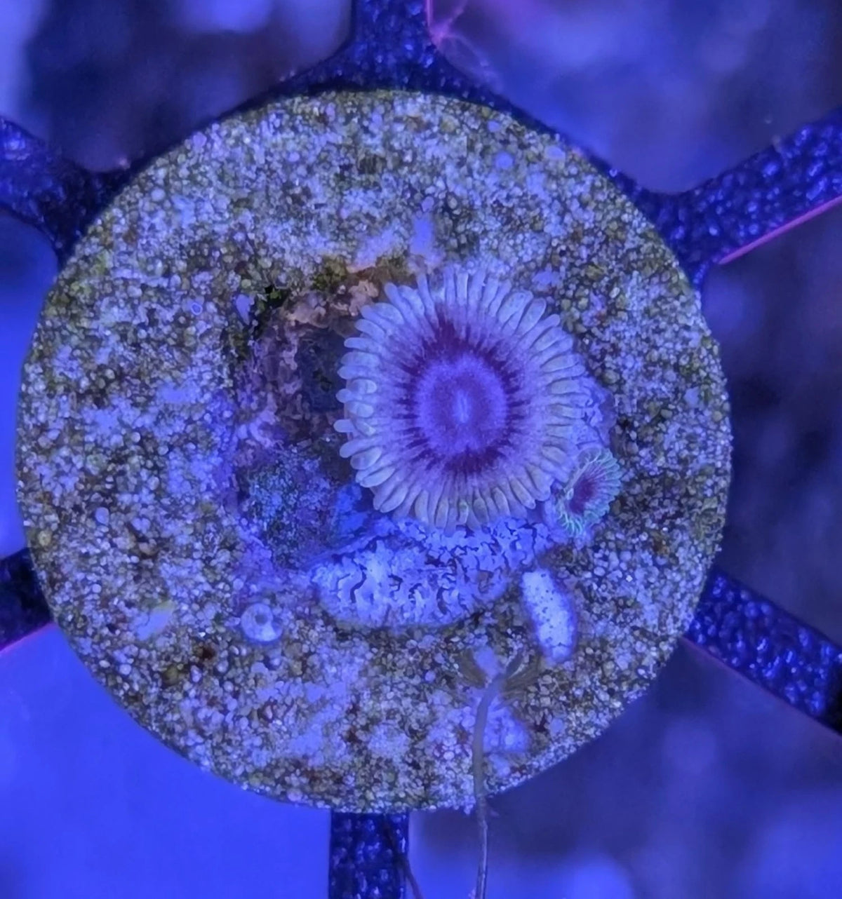 White Walker Zoanthid macro view