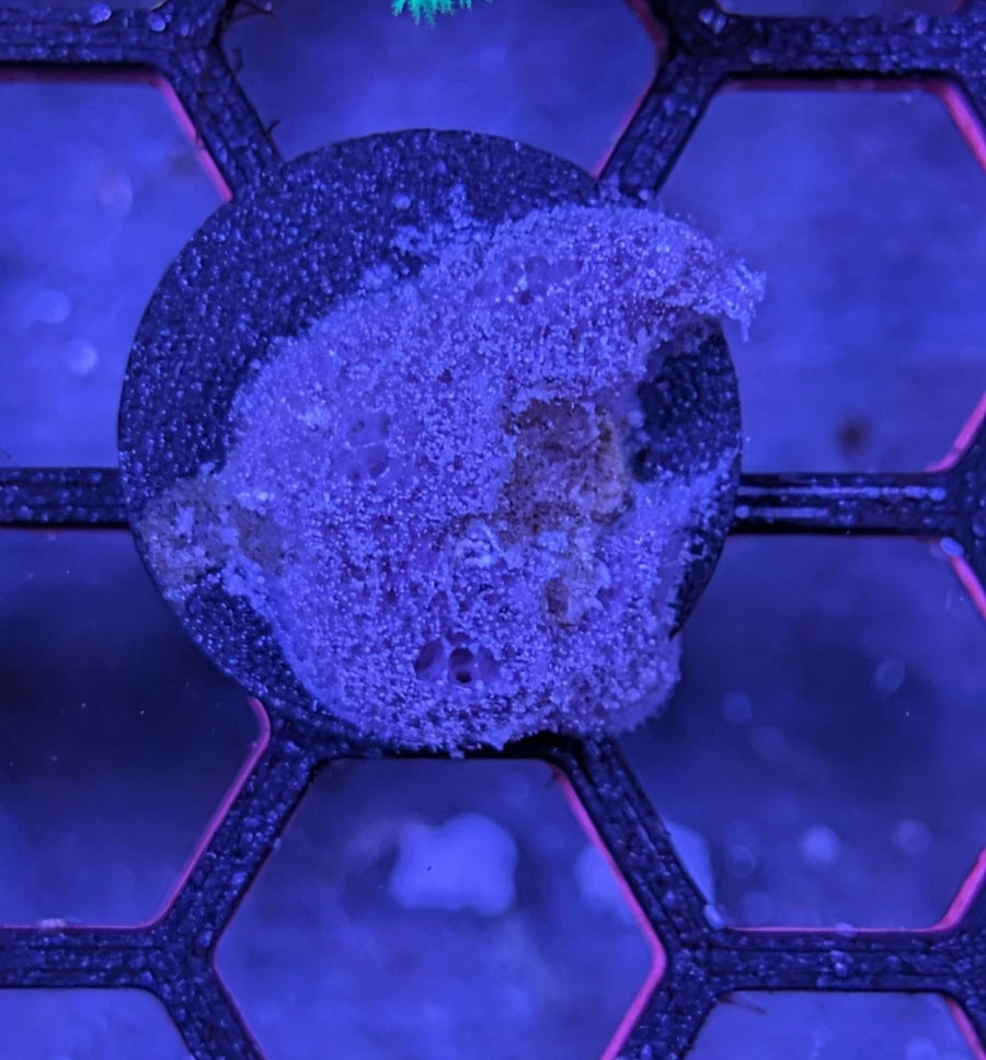 Live Sponge Frag alternate view