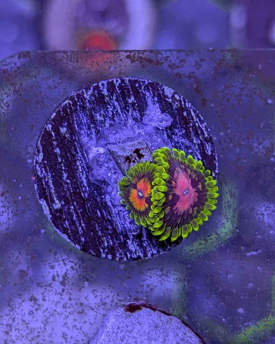 WYSIWYG Aquacultured Scarlet Fever Zoa Frag