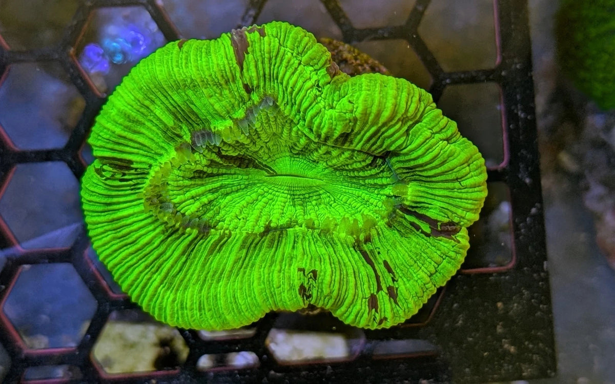 WYSIWYG Ultra Neon Green Trachy Open Brain Coral