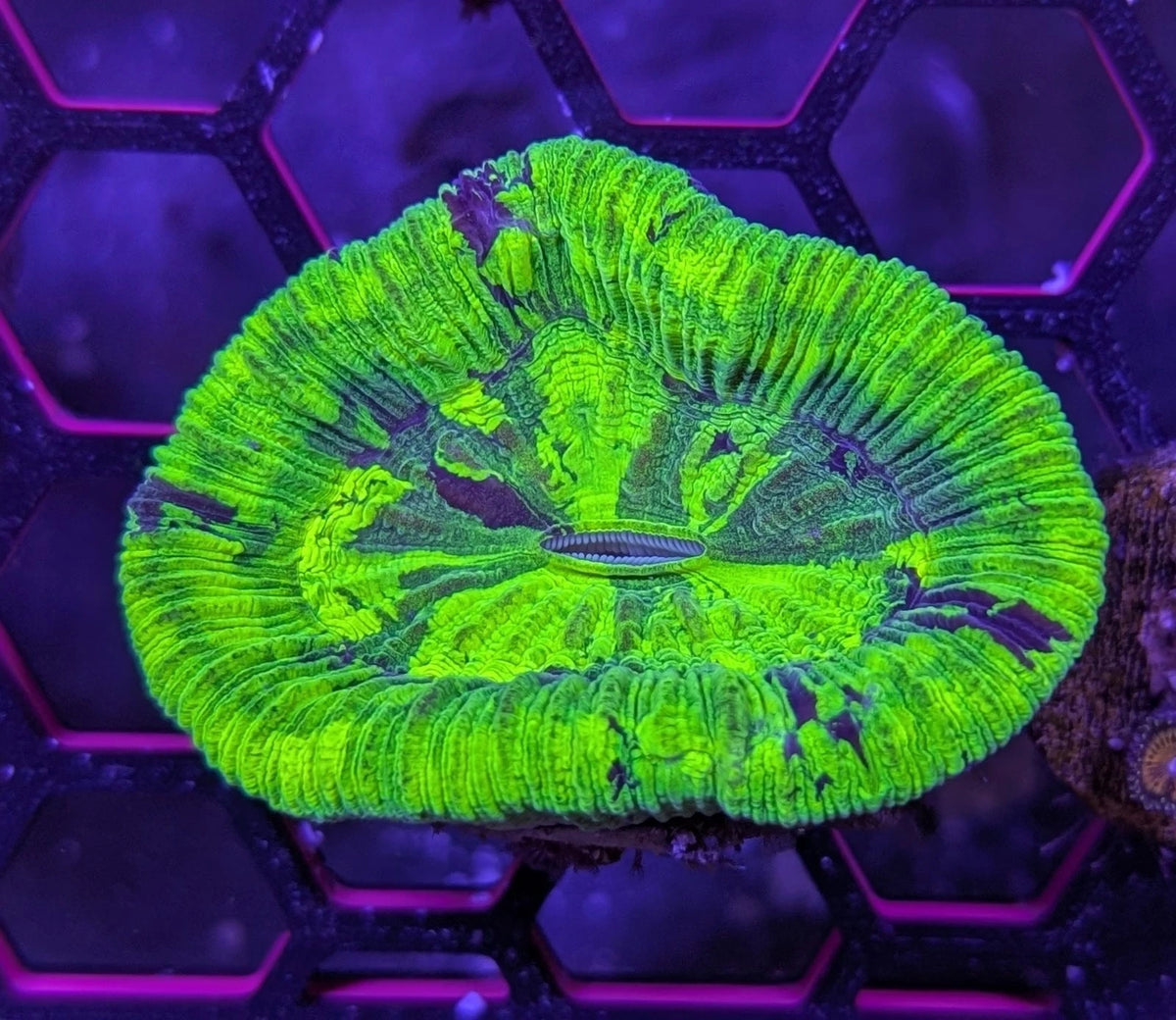 Neon Green Trachy alternate view