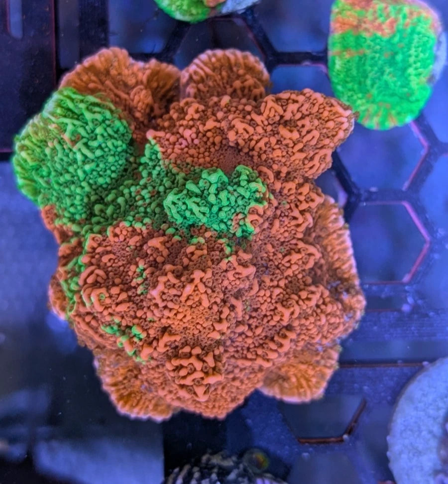 Grafted Montipora alternate view