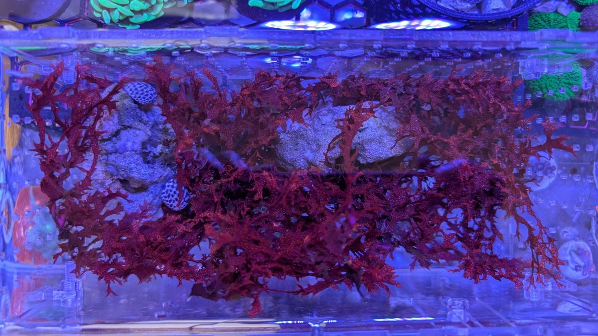 Atomic Broccoli Macro Algae refugium