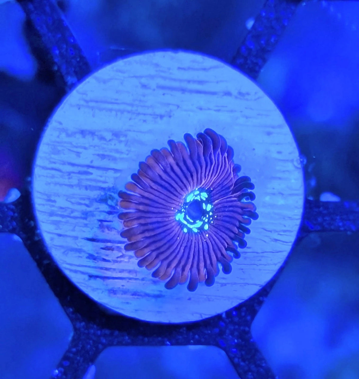 WYSIWYG Aquacultured Magicians Zoa Frag