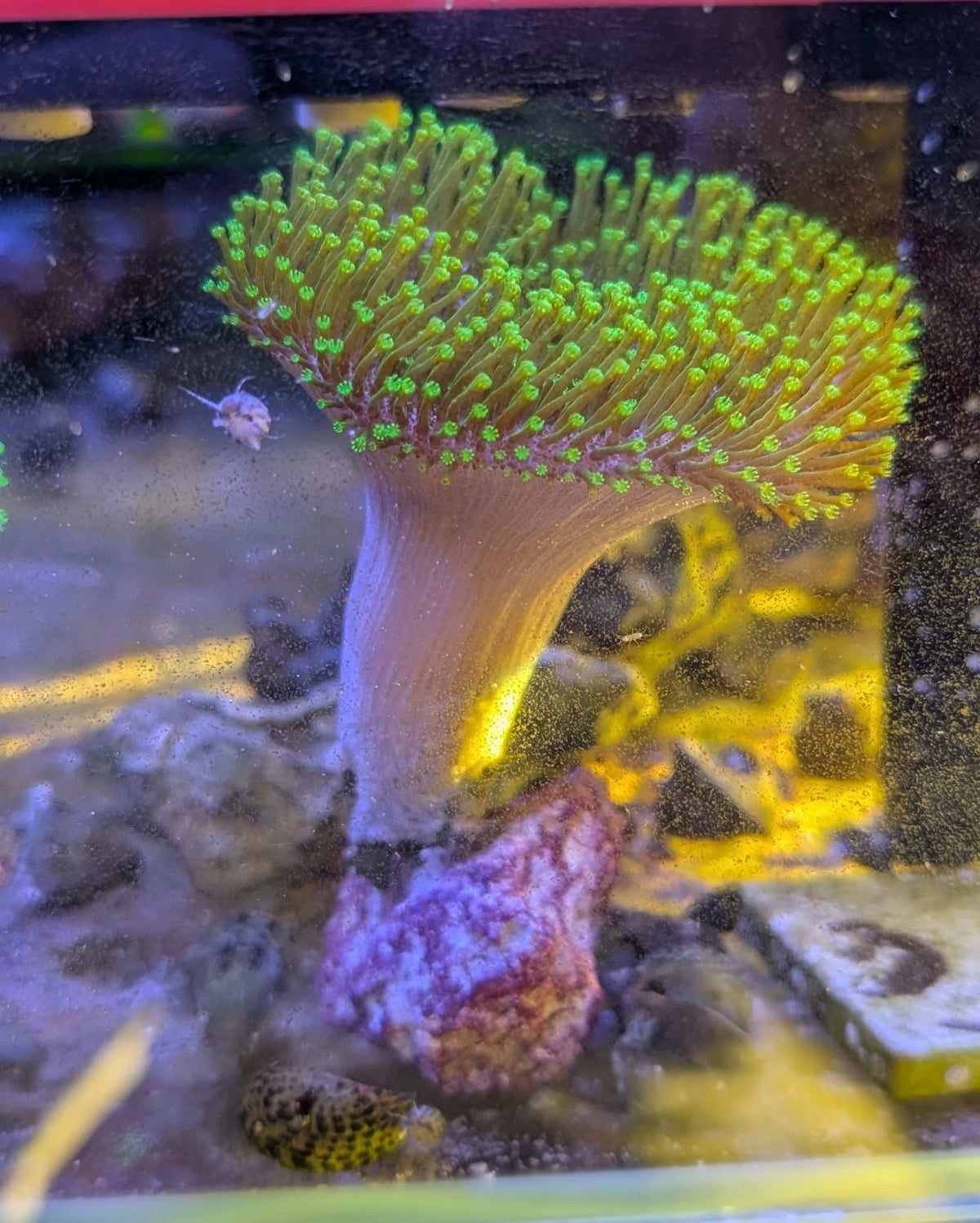 Japanese Toadstool Leather Coral 3.5 inch WYSIWYG