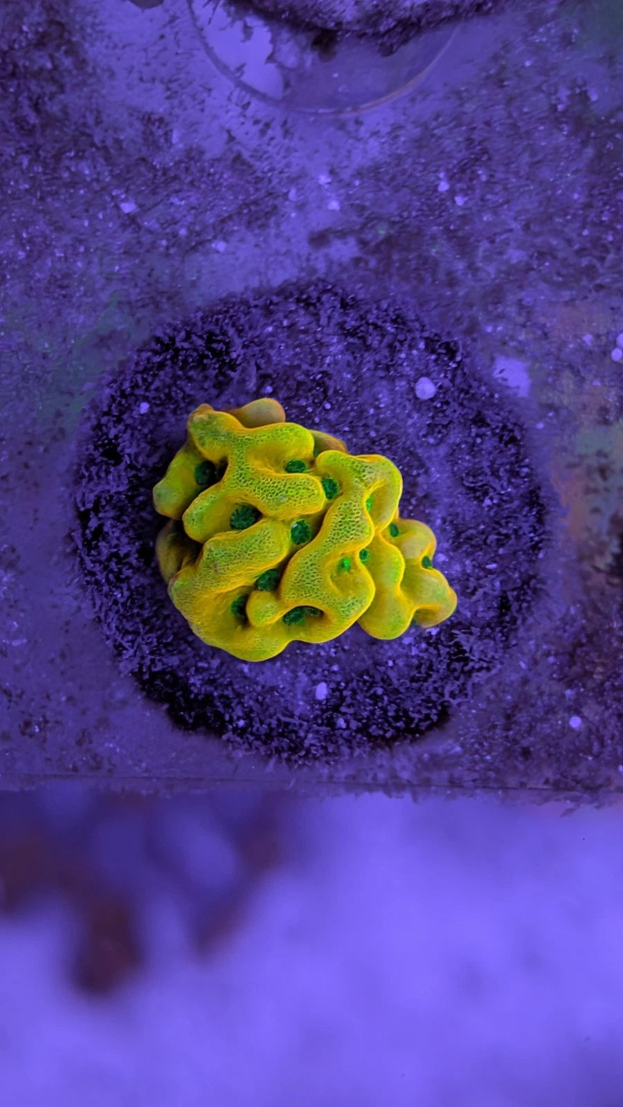 Beach Bum Montipora Frag WYSIWYG
