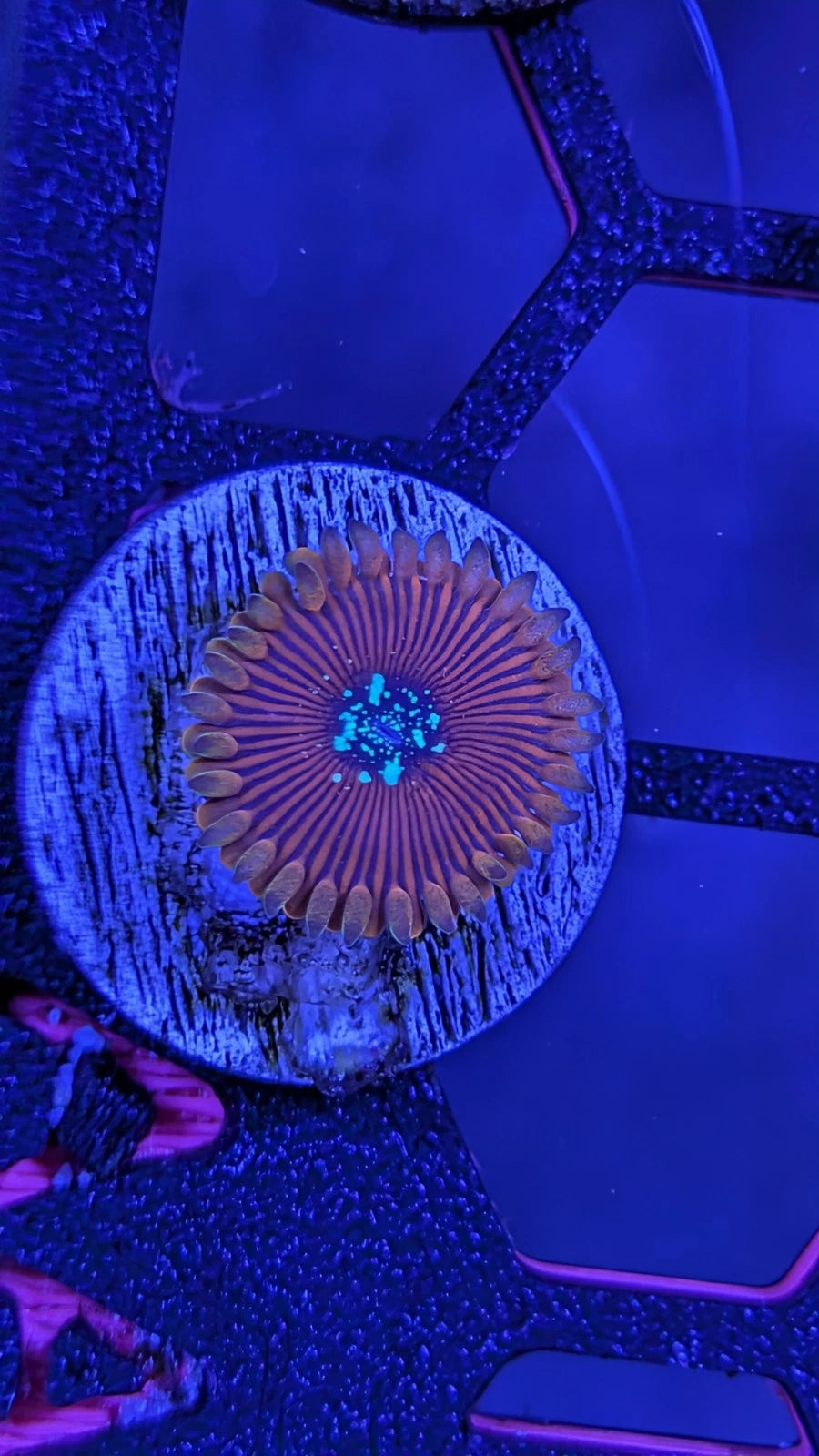 Magicians Zoa Frag alternate view