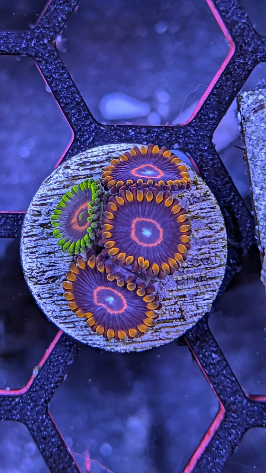 Purple Heart and Rainbow Hornet Zoa Combo WYSIWYG