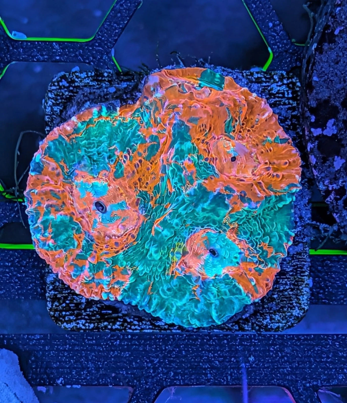 WYSIWYG Rainbow Crush Grail Chalice