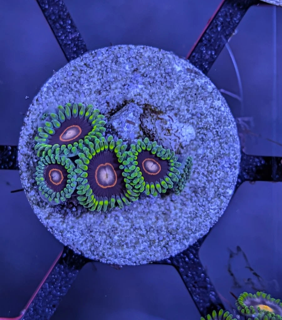 Jawbreaker Hornet Zoanthids Frag WYSIWYG