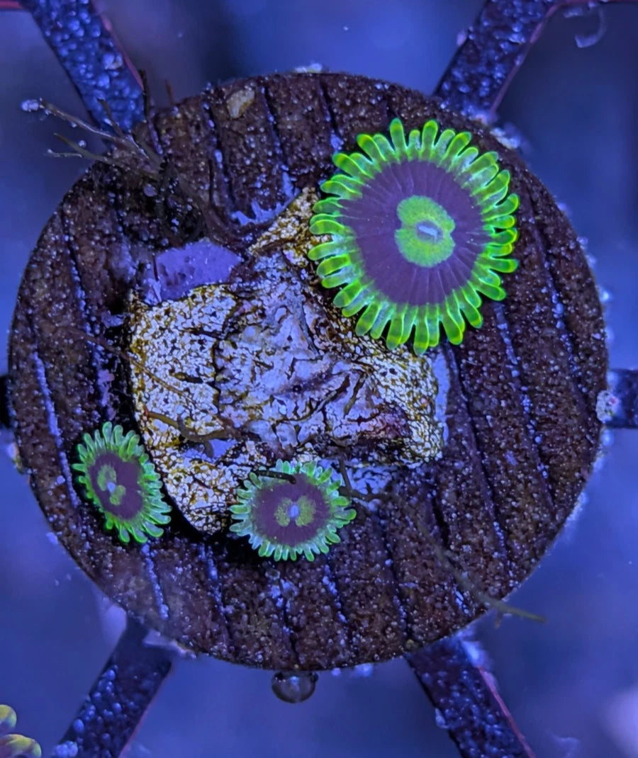 WYSIWYG Rainbow Yoda Zoanthid Frag - Live Soft Coral