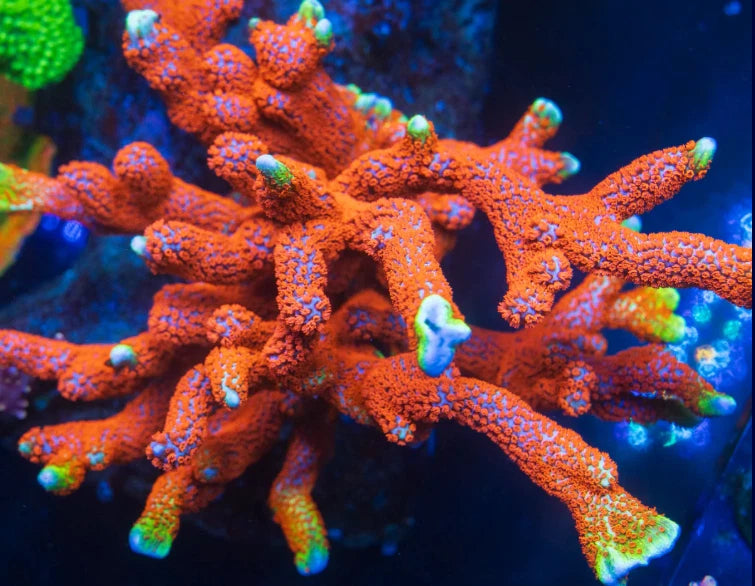 Forest Fire Montipora Digitata Frag