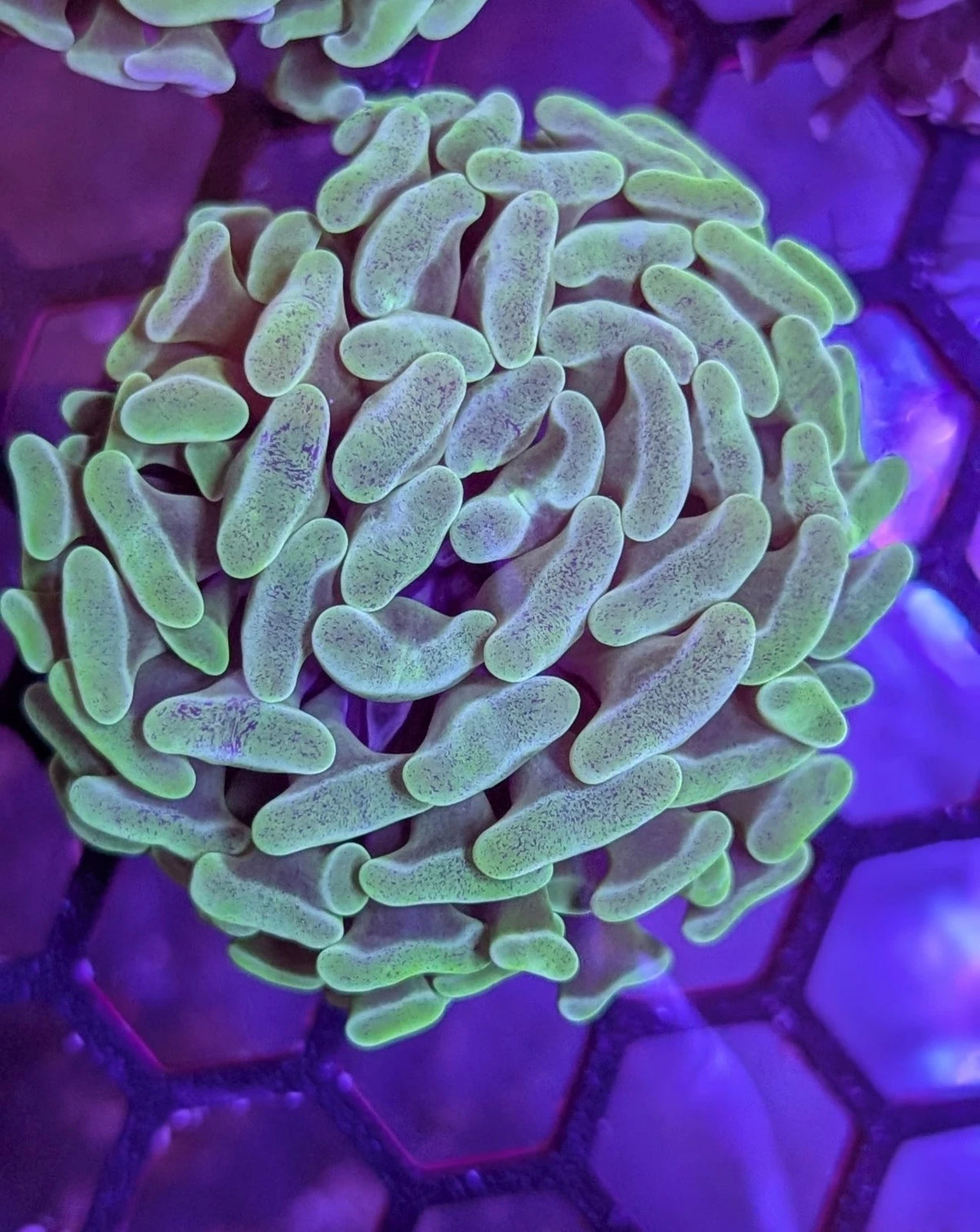 Aussie Ultra Branching Golden Yellow Splatter Hammer Frag