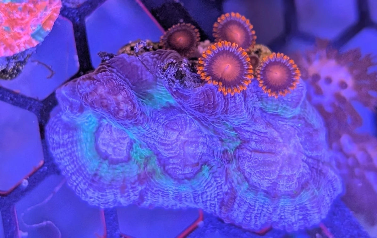 WYSIWYG Rainbow Pectinia and Bam Bam Zoa Colony Combo
