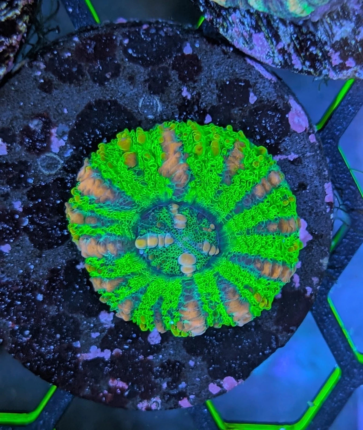 Aussie Ultra Fluorescent Lime Green Button Scolymia
