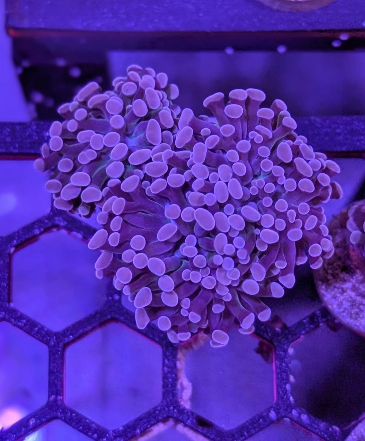 WYSIWYG 3-Head Purple Tip Hammer Frag