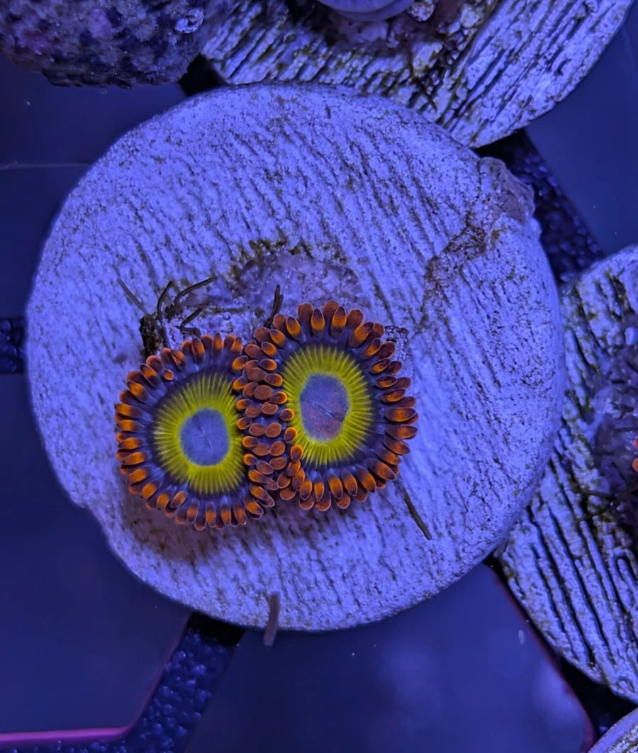 WYSIWYG Aquacultured BBEB Zoa Frag