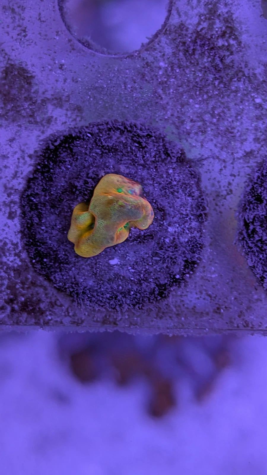 Beach Bum Montipora alternate view