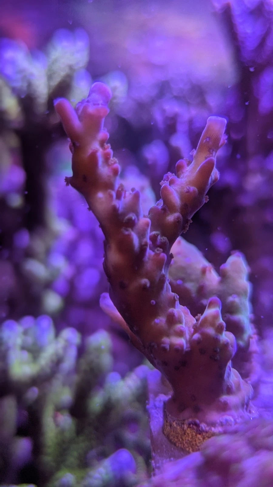 Aquacultured Miyagi Tortuosa Acropora Frag