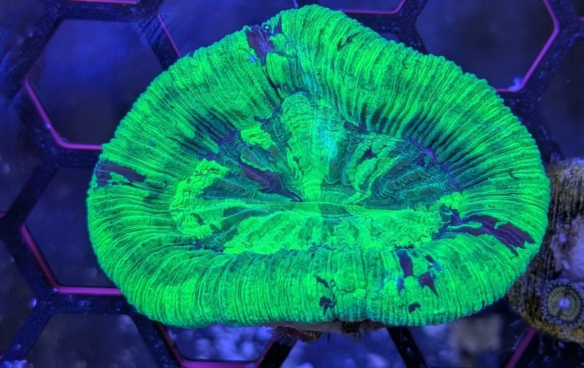 Neon Green Trachy expanded view