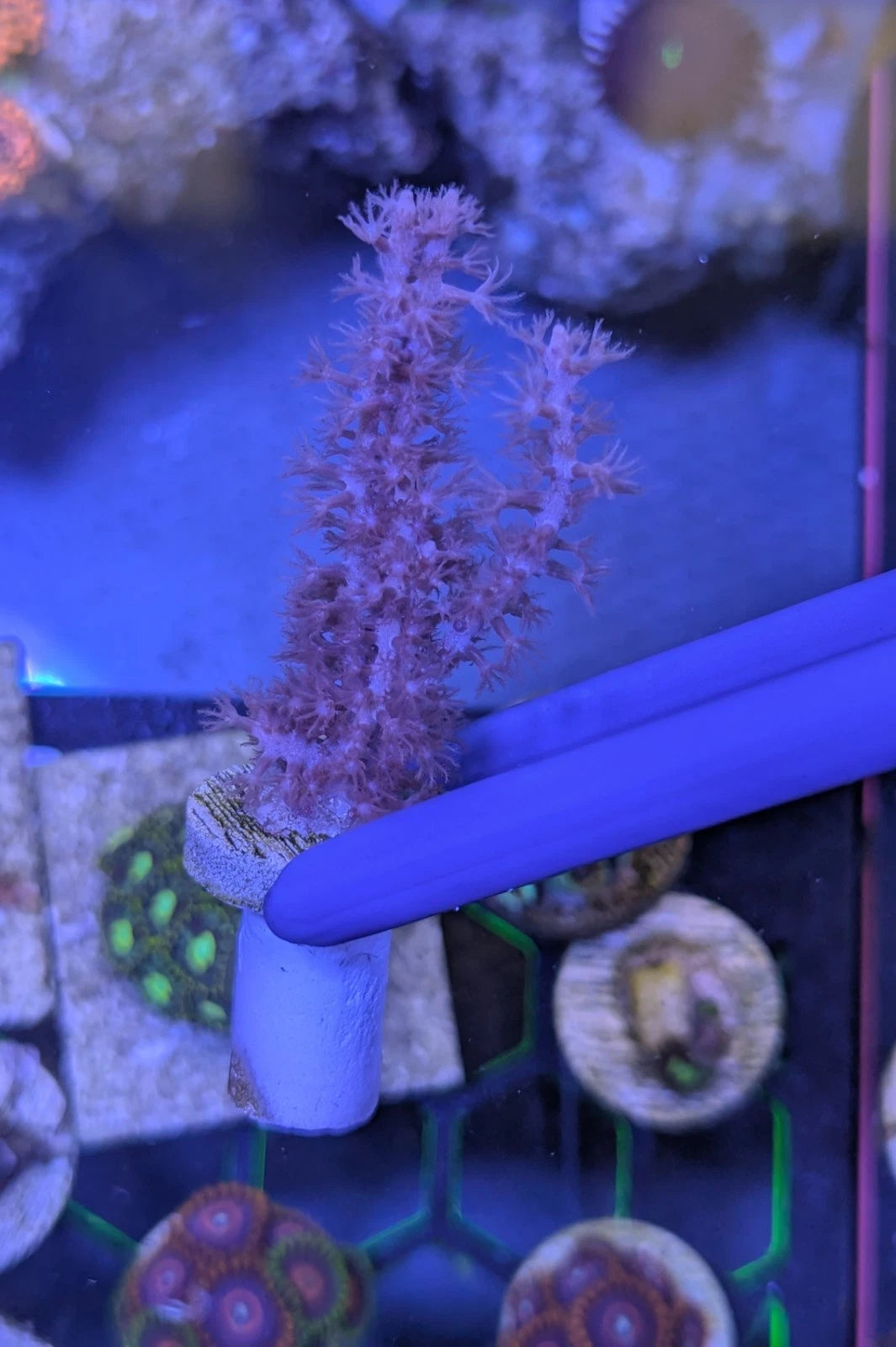 Purple Bottle Photosynthetic Gorgonian Sea Fan 2 inch WYSIWYG